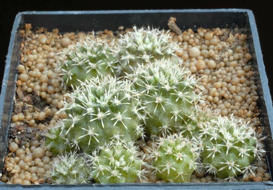 Eriosyce kunzei habit