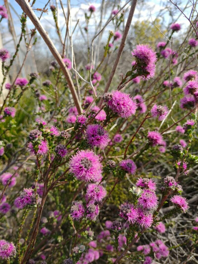Kunzea capitata habit