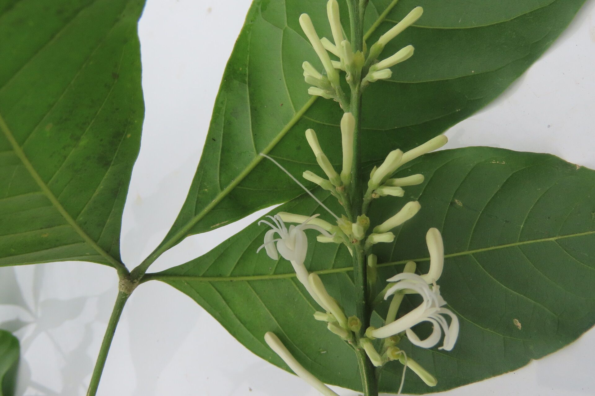 Angostura granulosa flower