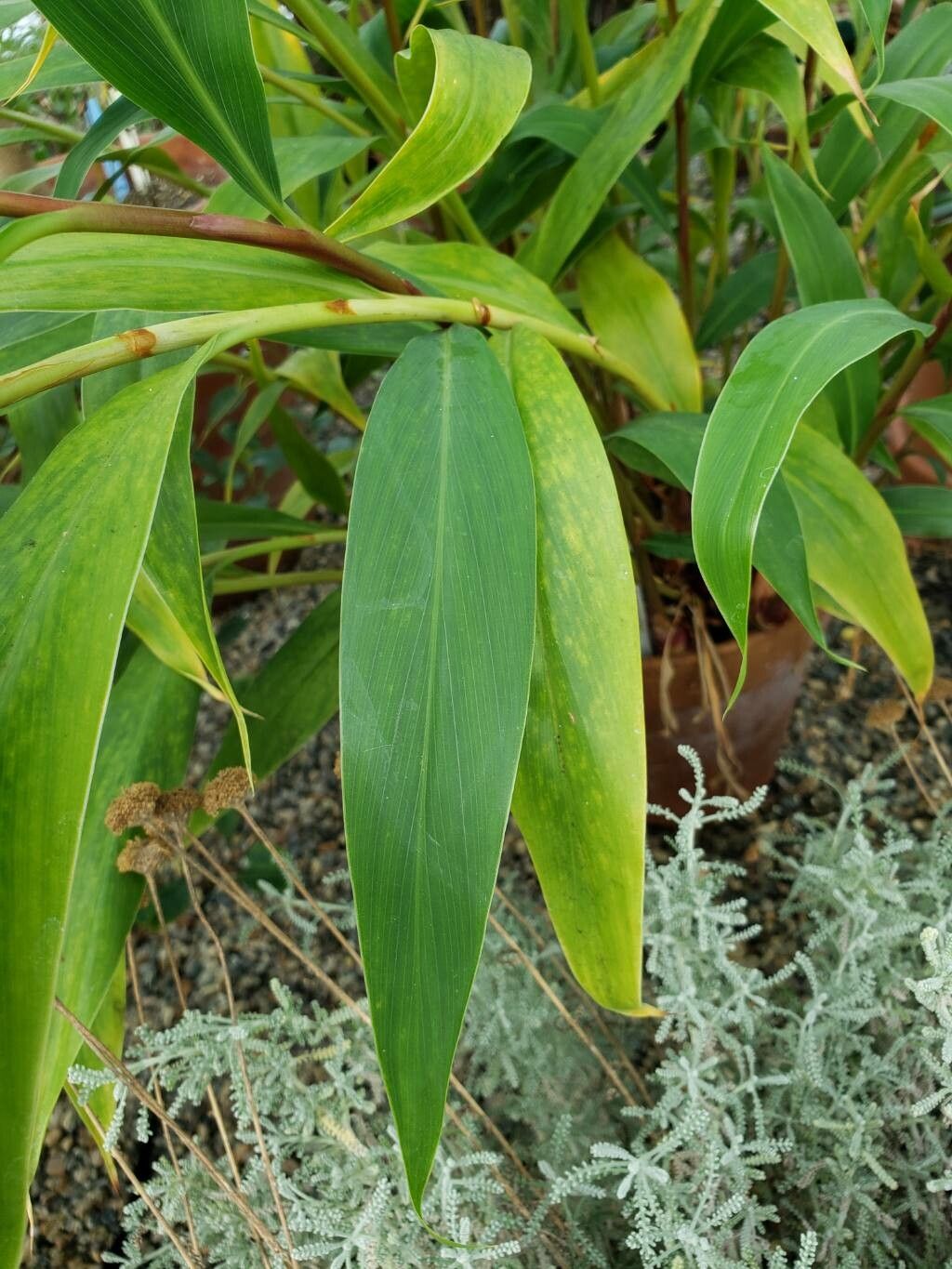 Hedychium villosum — search result for 'Hedychium'