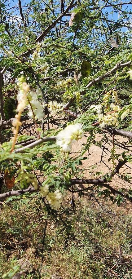 Senegalia goetzei flower