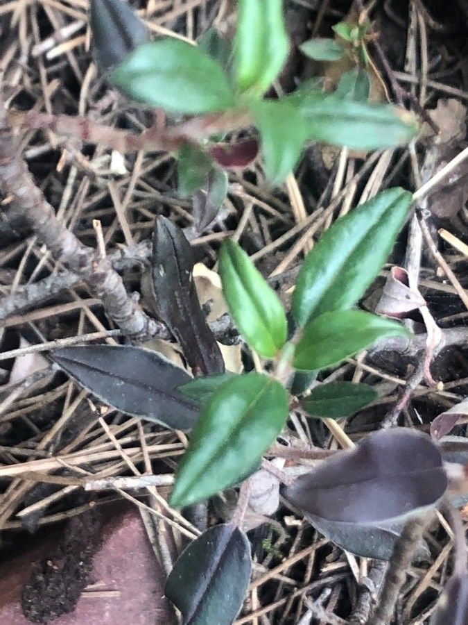 Helianthemum oelandicum leaf