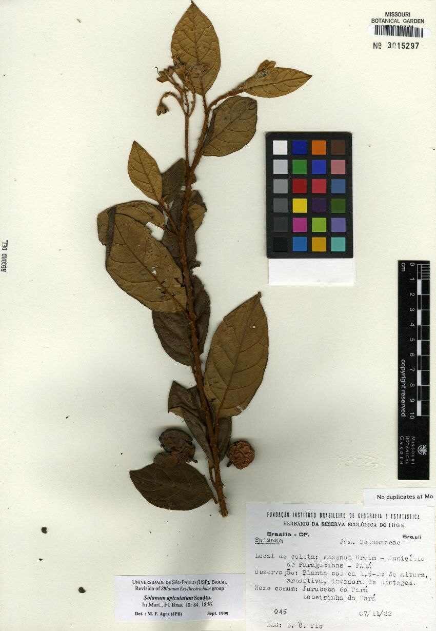 Solanum apiculatum — houseplant care guide