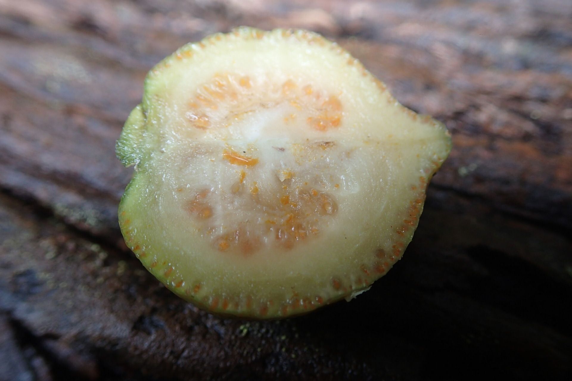 Dutailliopsis gordonii — search result for 'Adansonia'