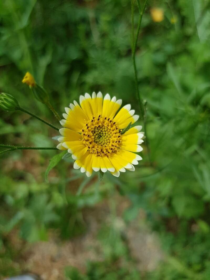 Layia chrysanthemoides flower