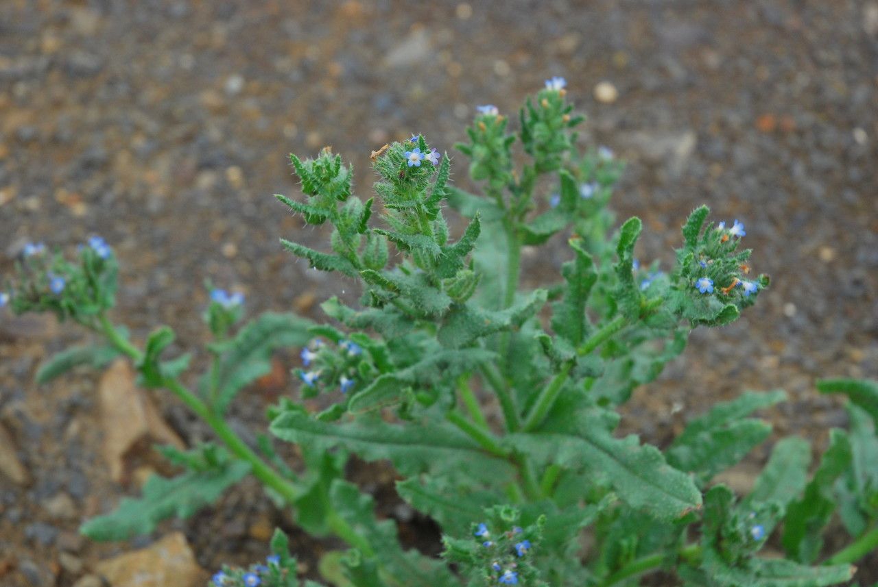Anchusa arvensis
