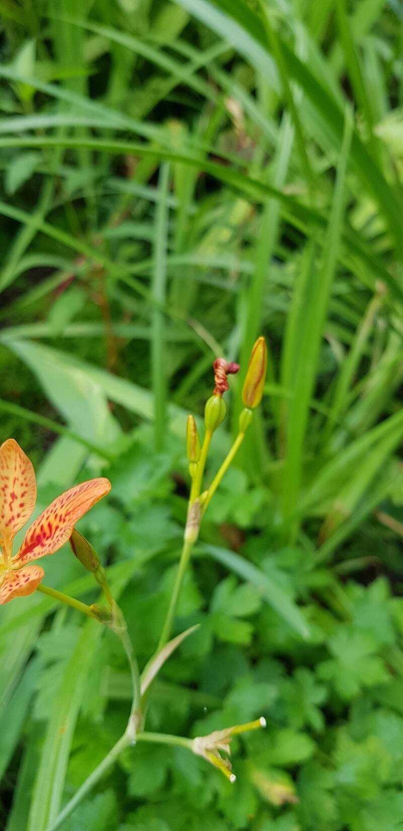 Iris domestica fruit