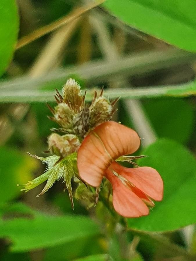 Indigofera bogdanii flower