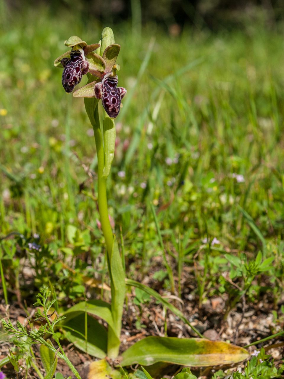 Ophrys kotschyi habit