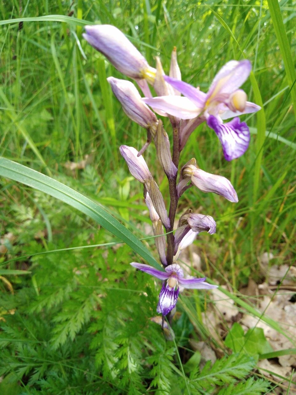 Limodorum trabutianum habit
