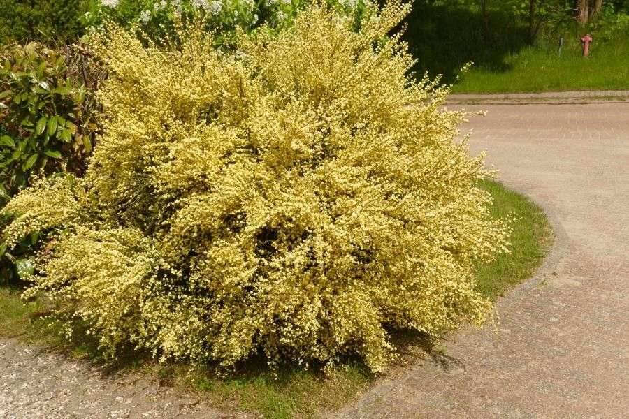 Cytisus praecox flower