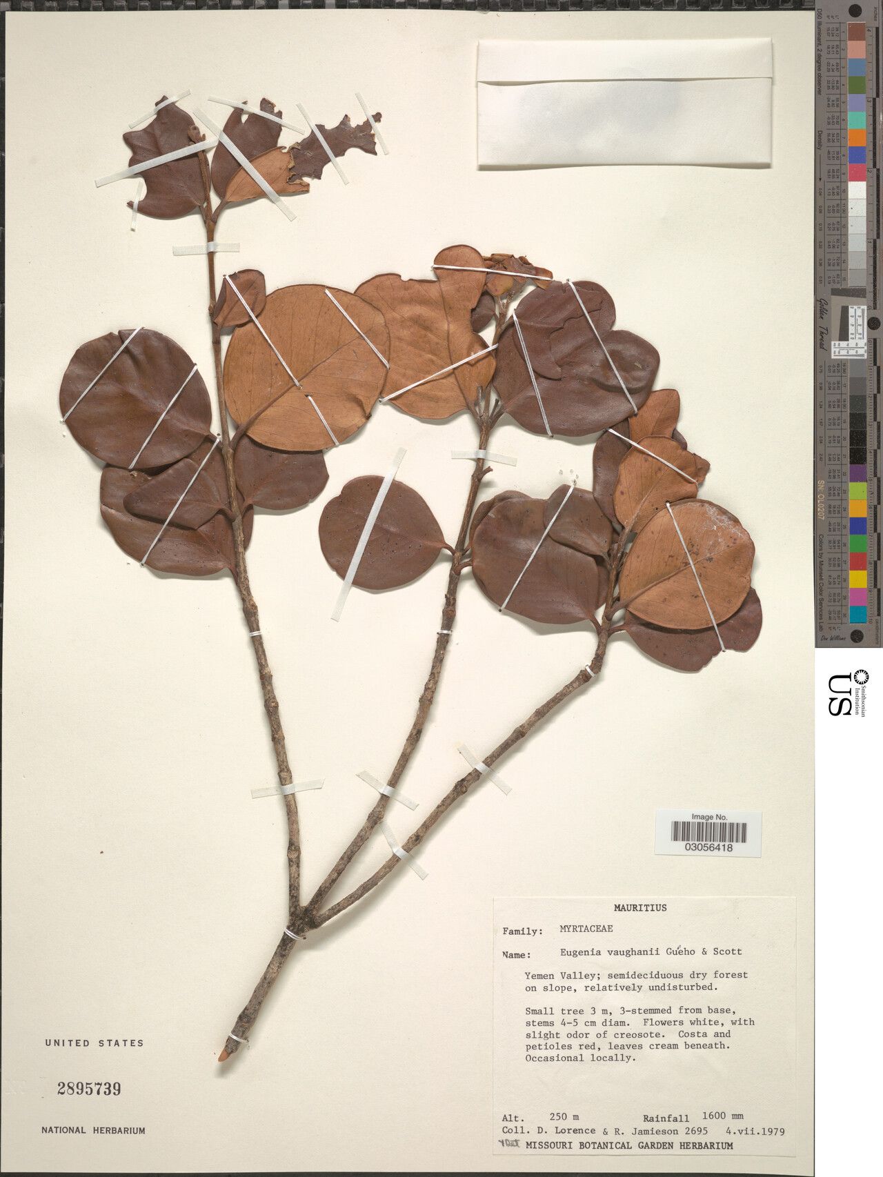 Eugenia vaughanii — houseplant care guide