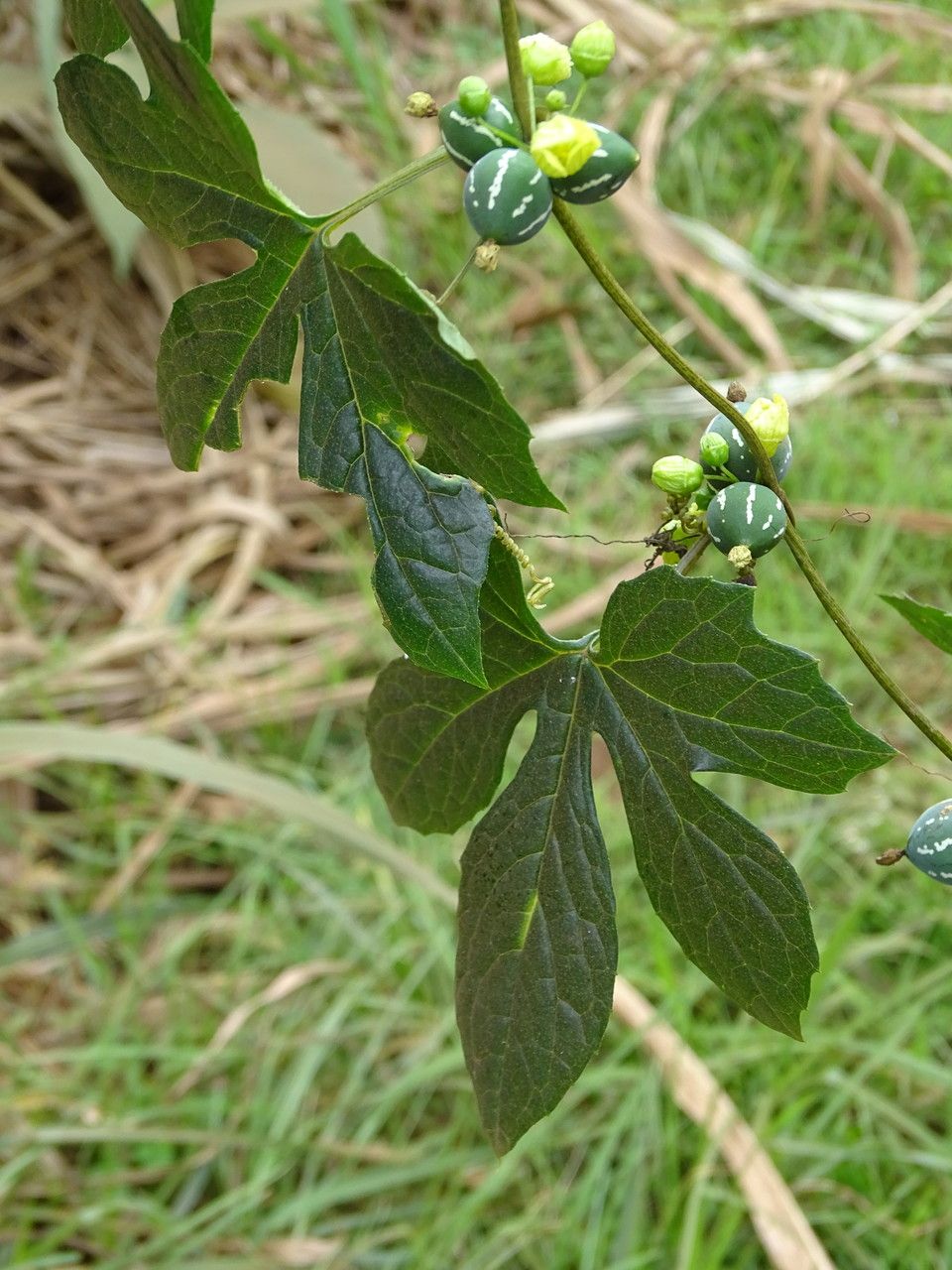 Diplocyclos palmatus — unique fruits houseplant