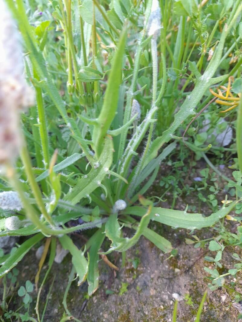 Plantago notata fruit