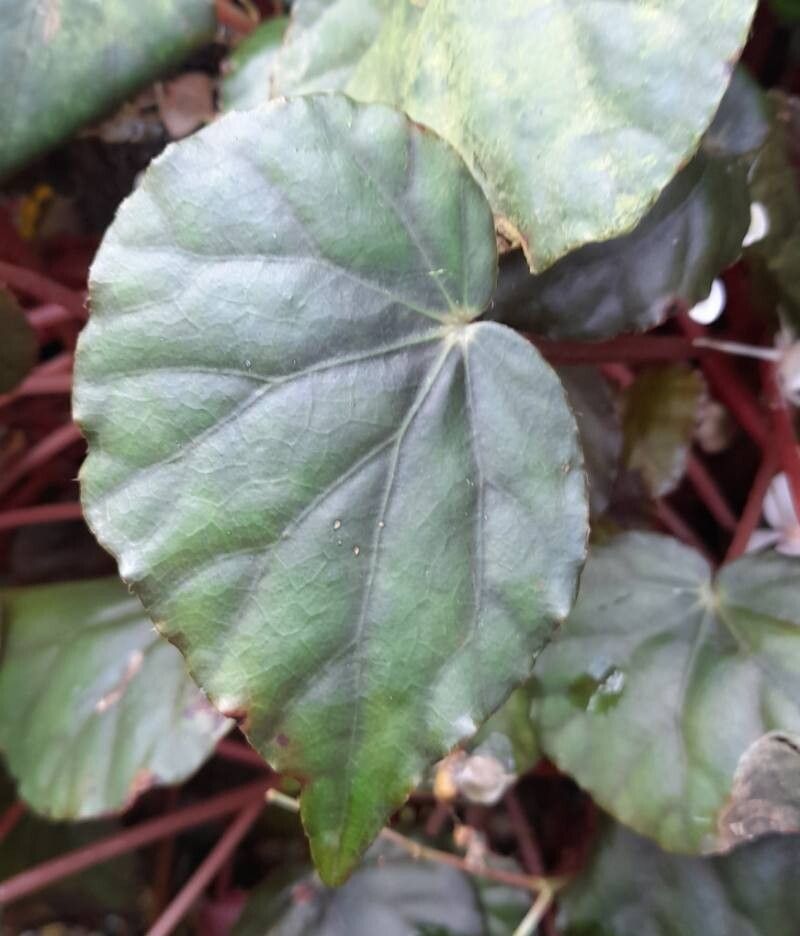 Begonia nigritarum — houseplant care guide