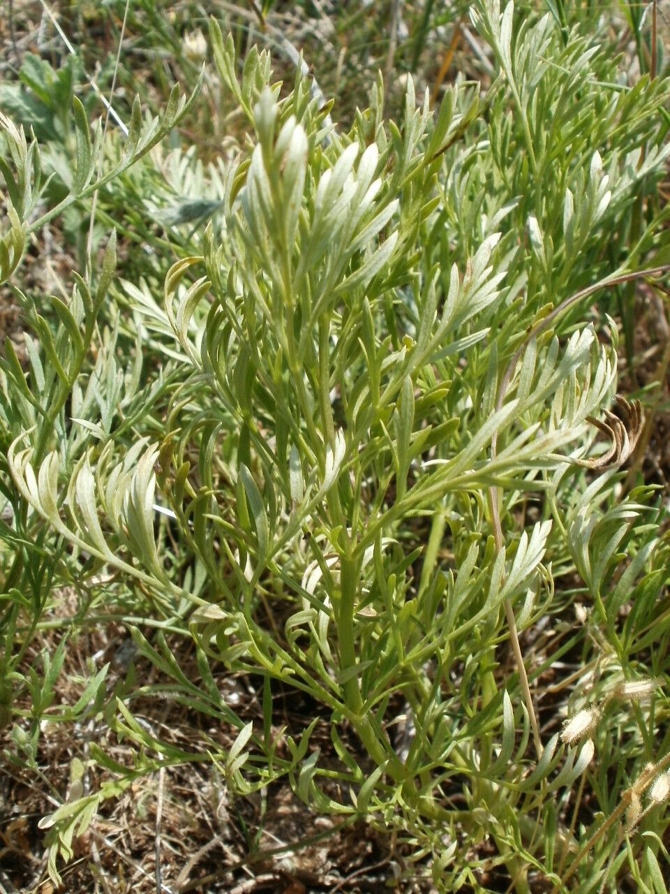 Adonis volgensis — search result for 'Adonis'