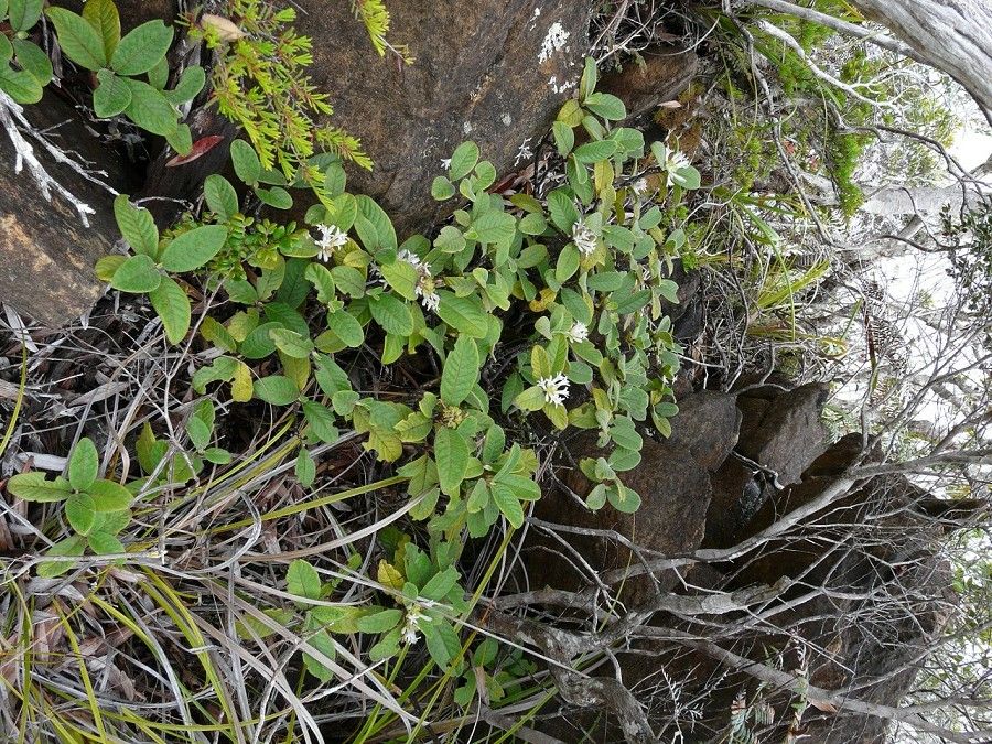 Psychotria nigotei habit