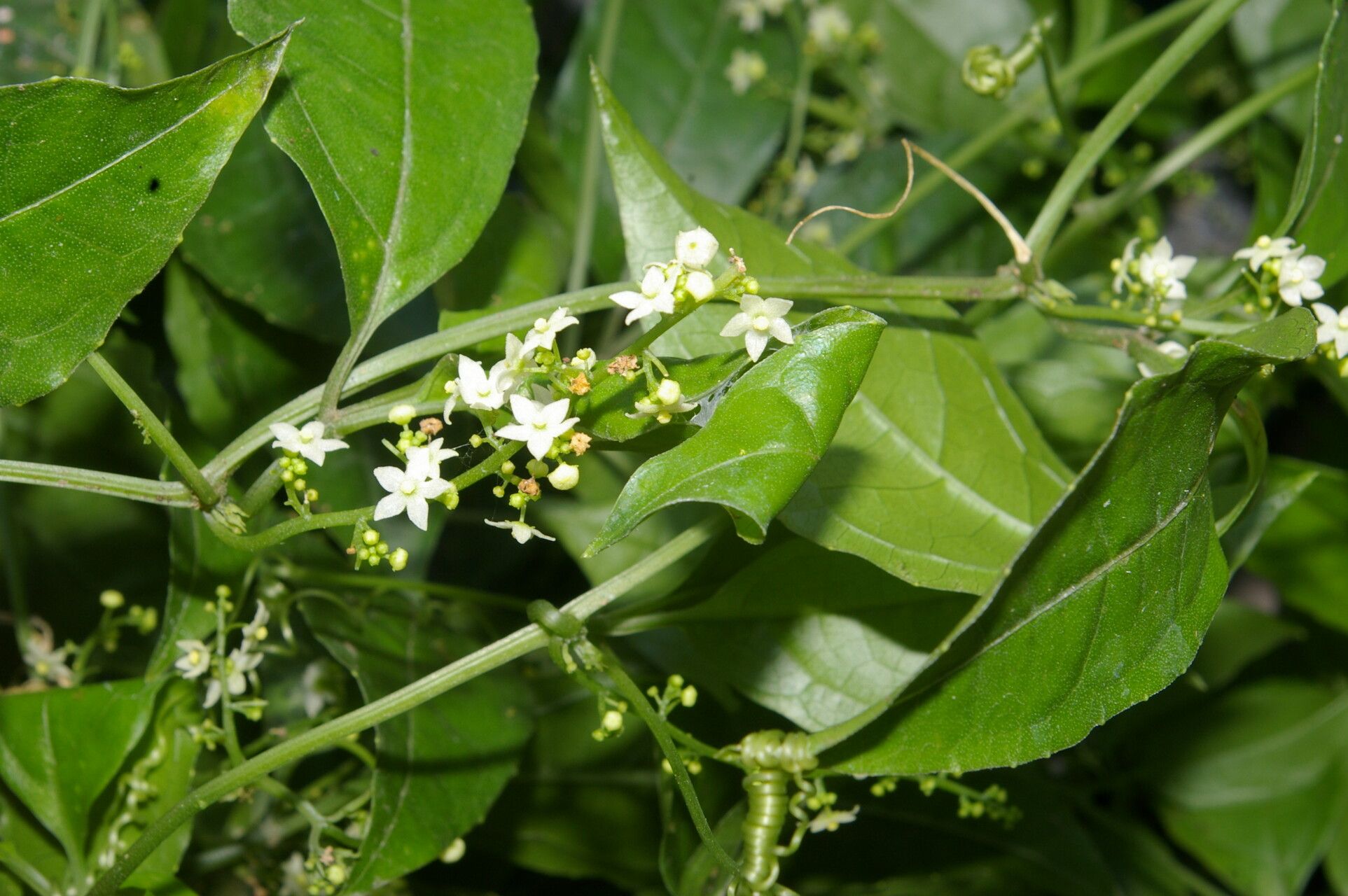 Cyclanthera lalajuela flower