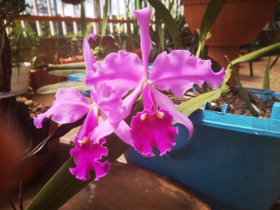 Cattleya labiata