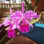 Cattleya labiata