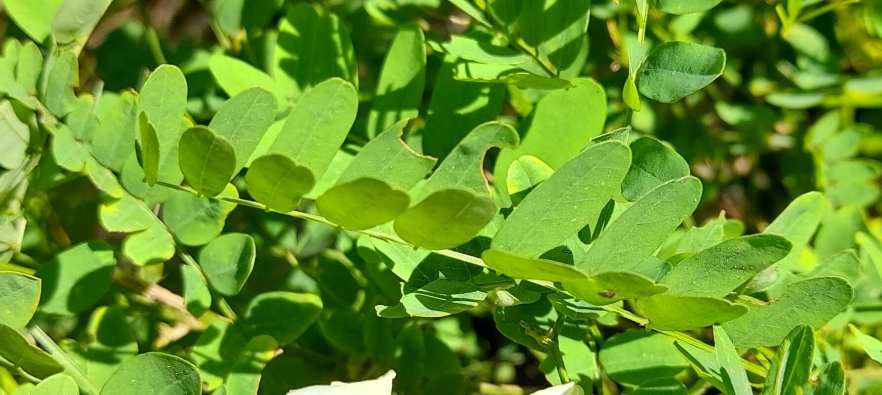 Coursetia hassleri — houseplant care guide