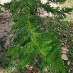 Araucaria columnaris