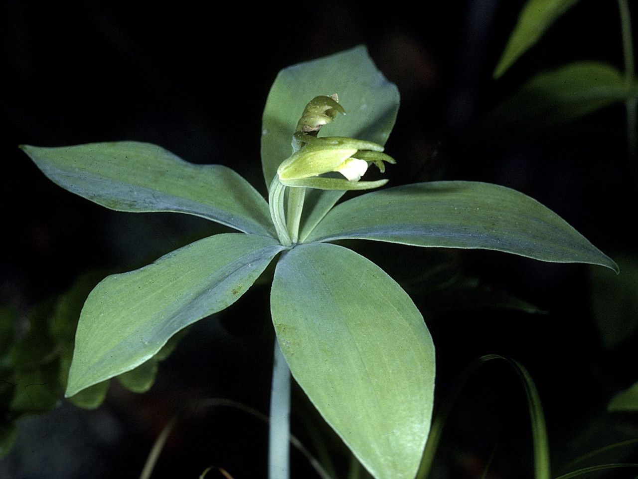 Isotria medeoloides flower