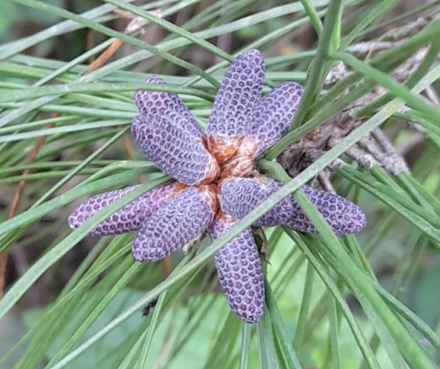 Pinus elliottii fruit