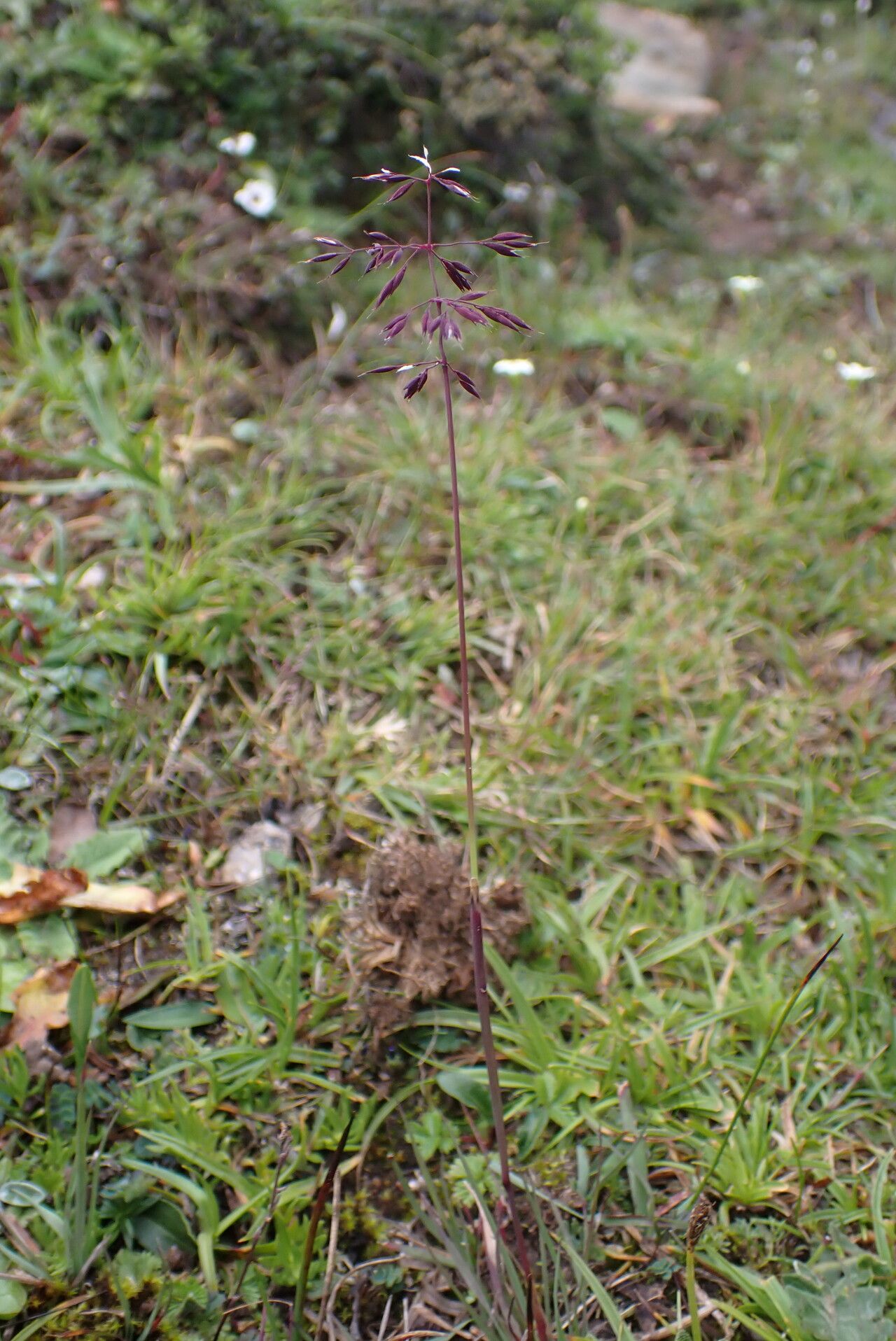 Calamagrostis lahulensis habit