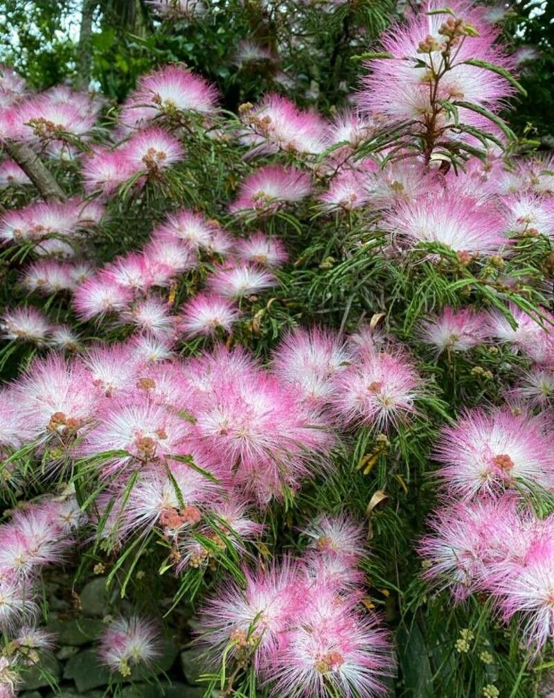 Calliandra selloi flower