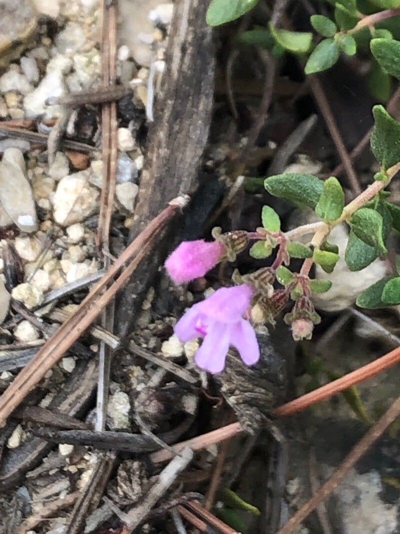 Thymus piperella flower