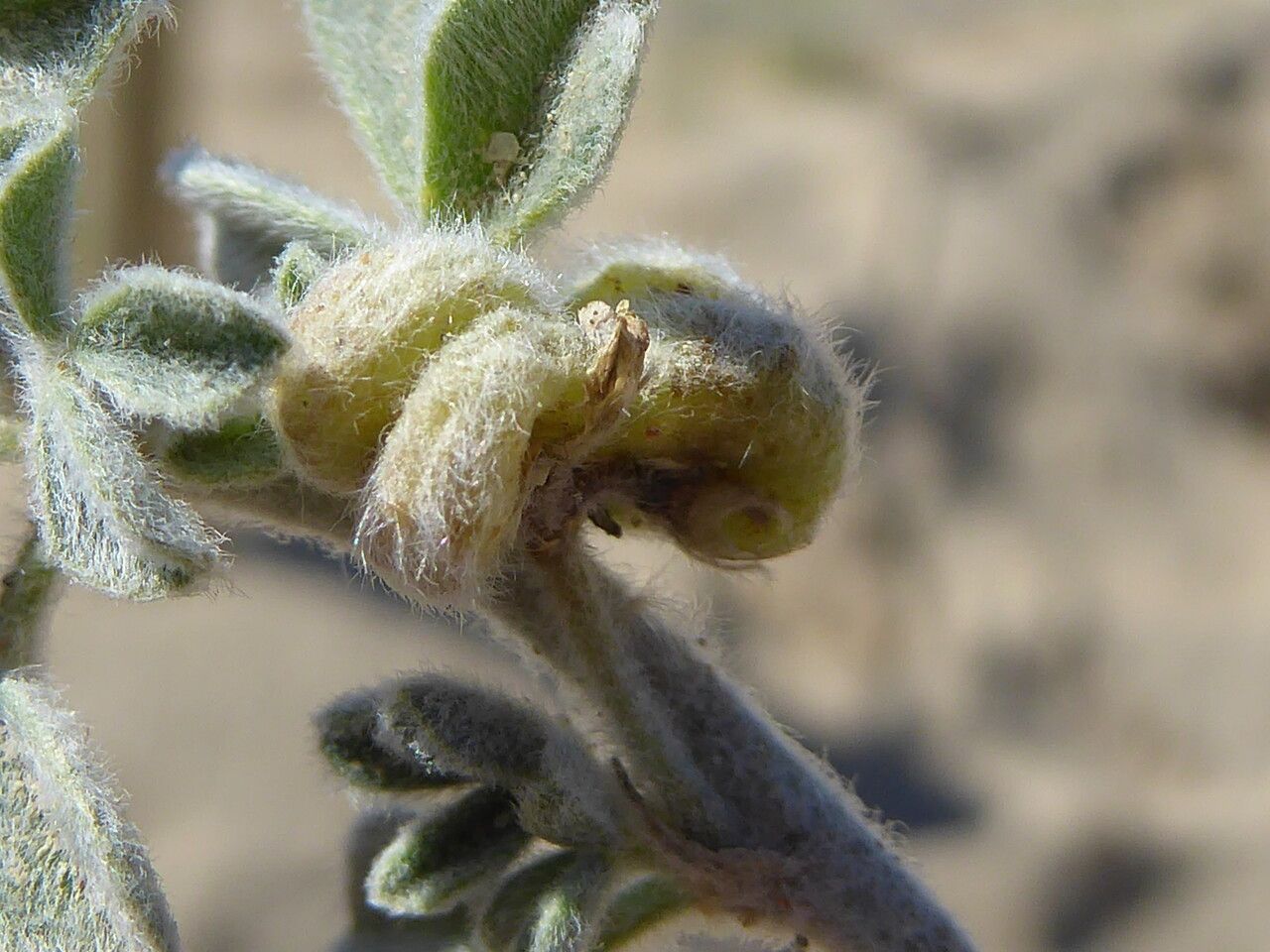 Medicago marina fruit