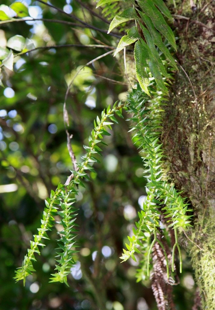 Huperzia phyllantha habit