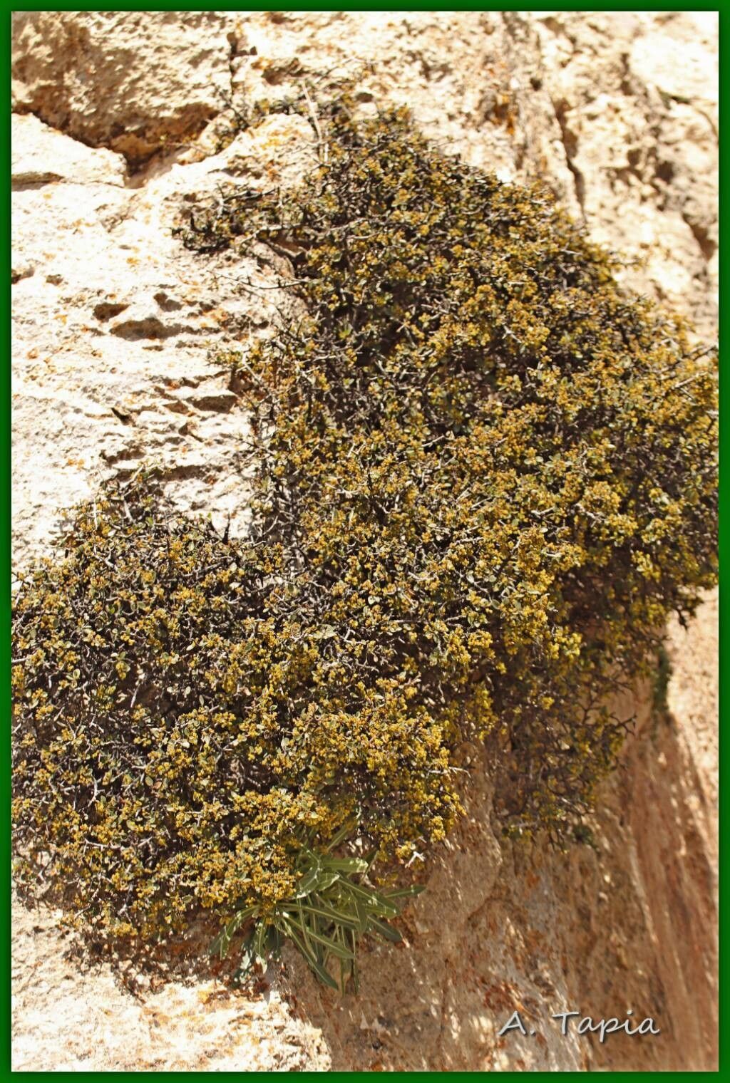 Rhamnus myrtifolia flower