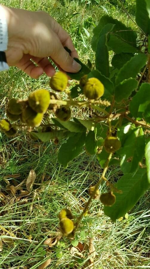 Cupania americana fruit