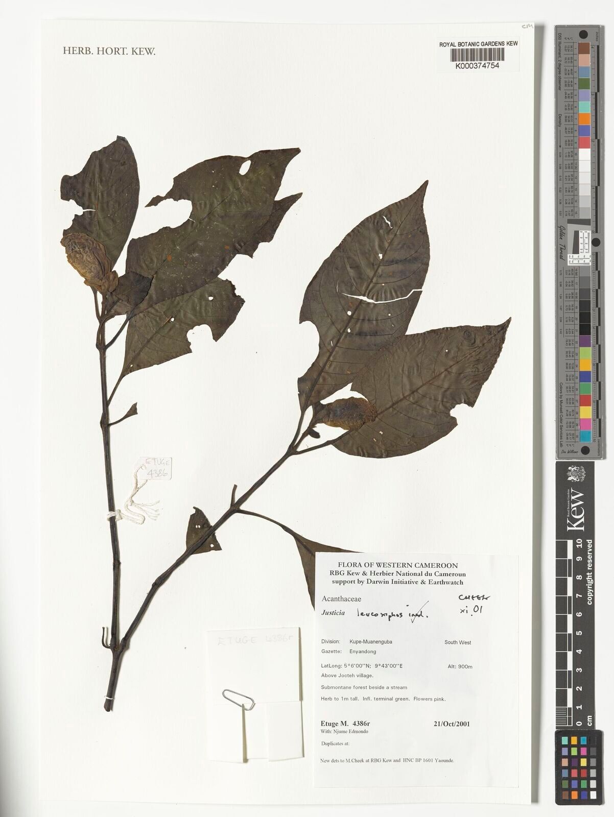 Justicia leucoxiphus — houseplant care guide