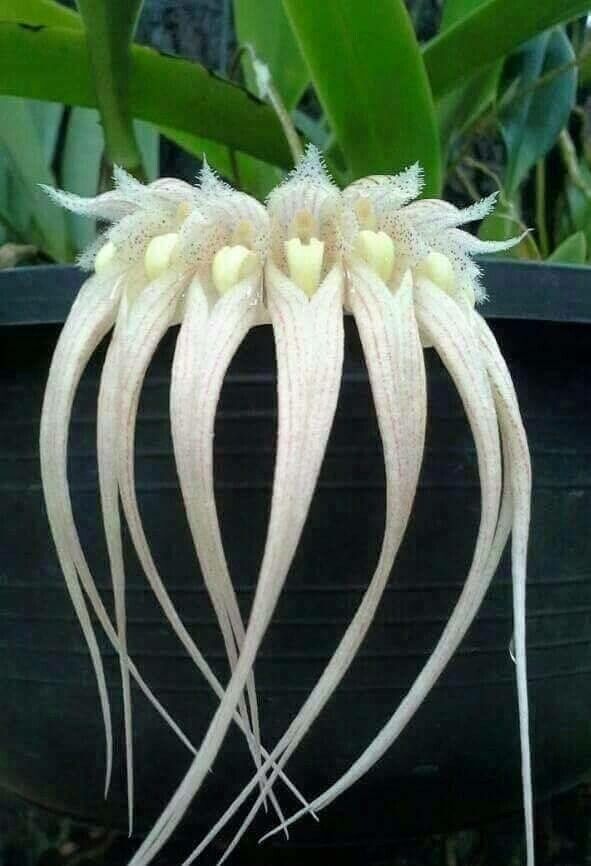Bulbophyllum longissimum flower