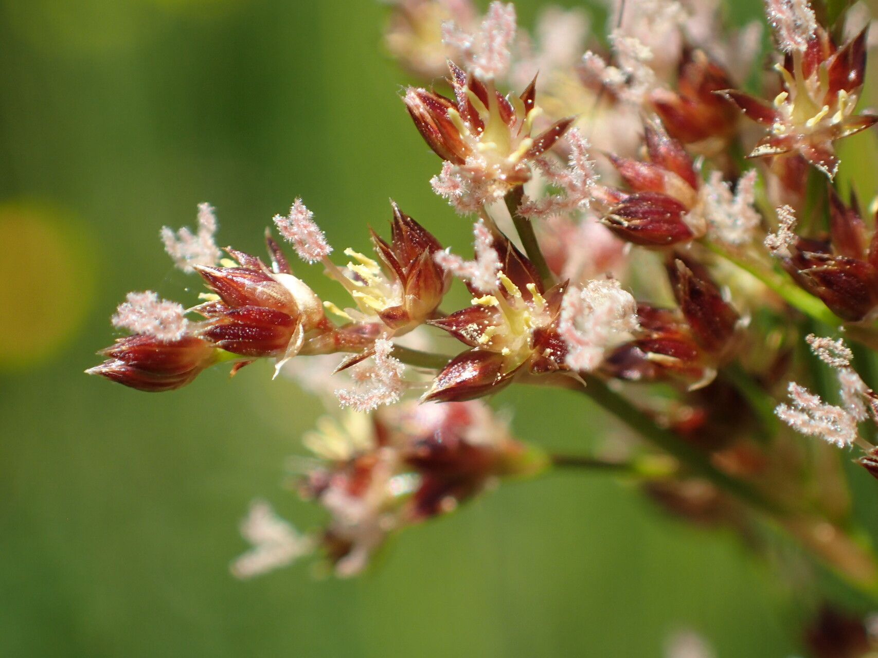 Juncus acutiflorus flower