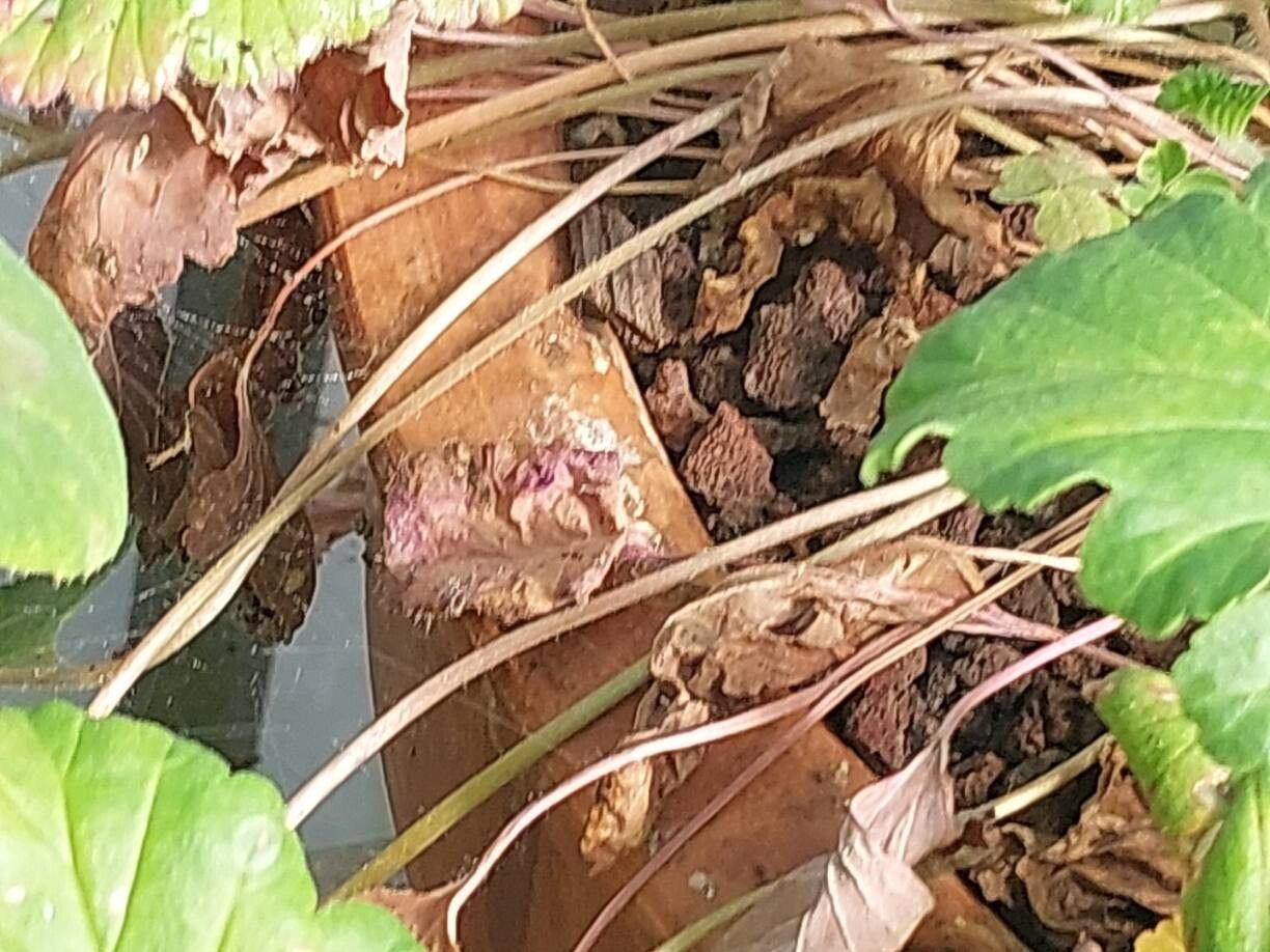 Pelargonium rodneyanum bark