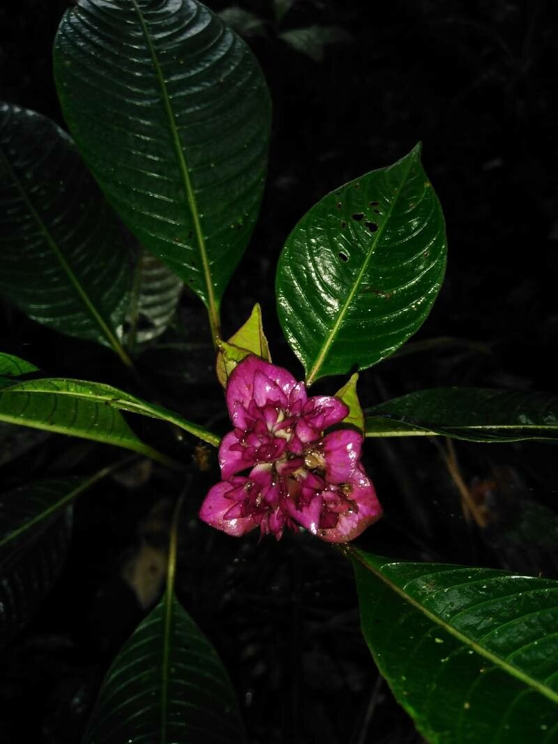 Palicourea tonduzii — houseplant care guide