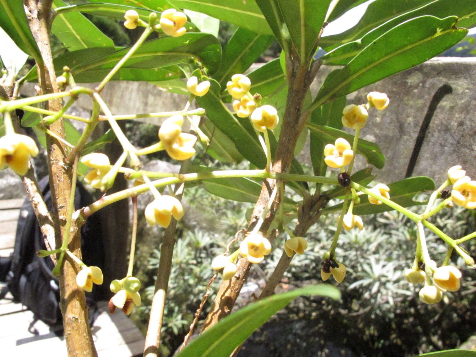 Noronhia verticillata — houseplant care guide