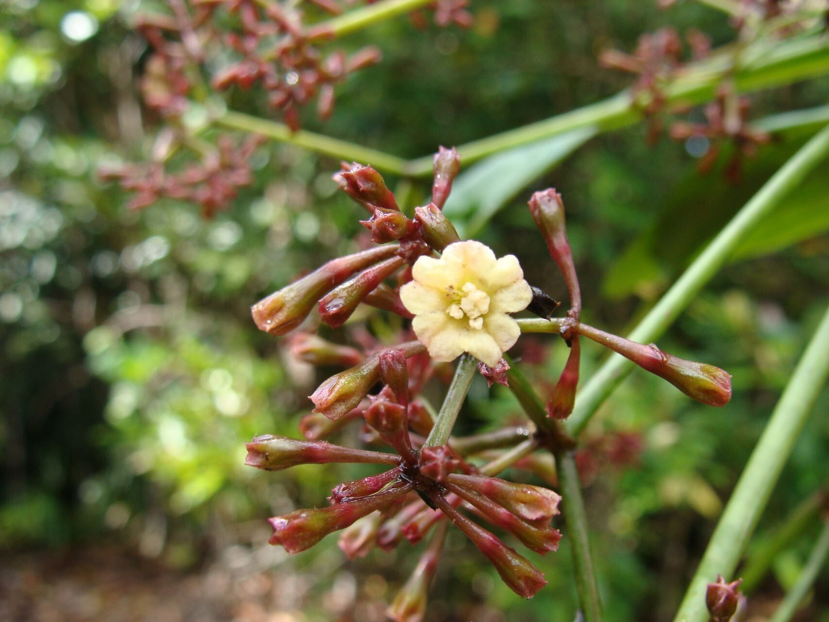 Ceodes gigantocarpa flower