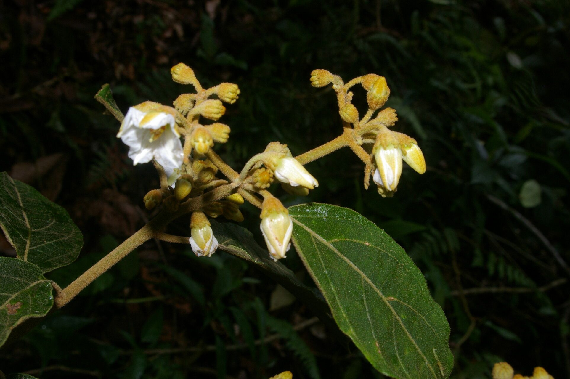 Lycianthes luteynii flower