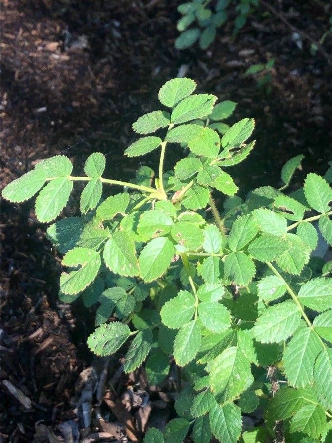 Rosa tuschetica — houseplant care guide