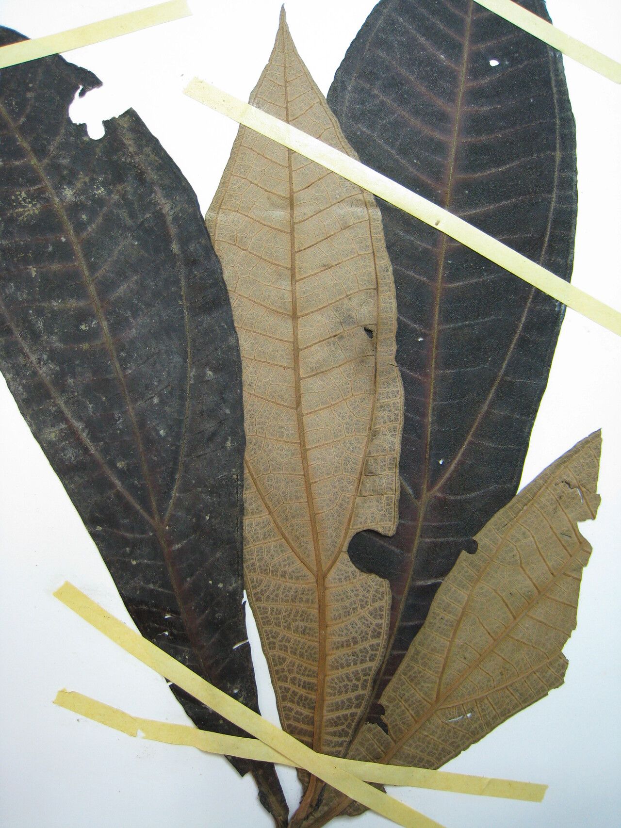 Miconia plukenetii other