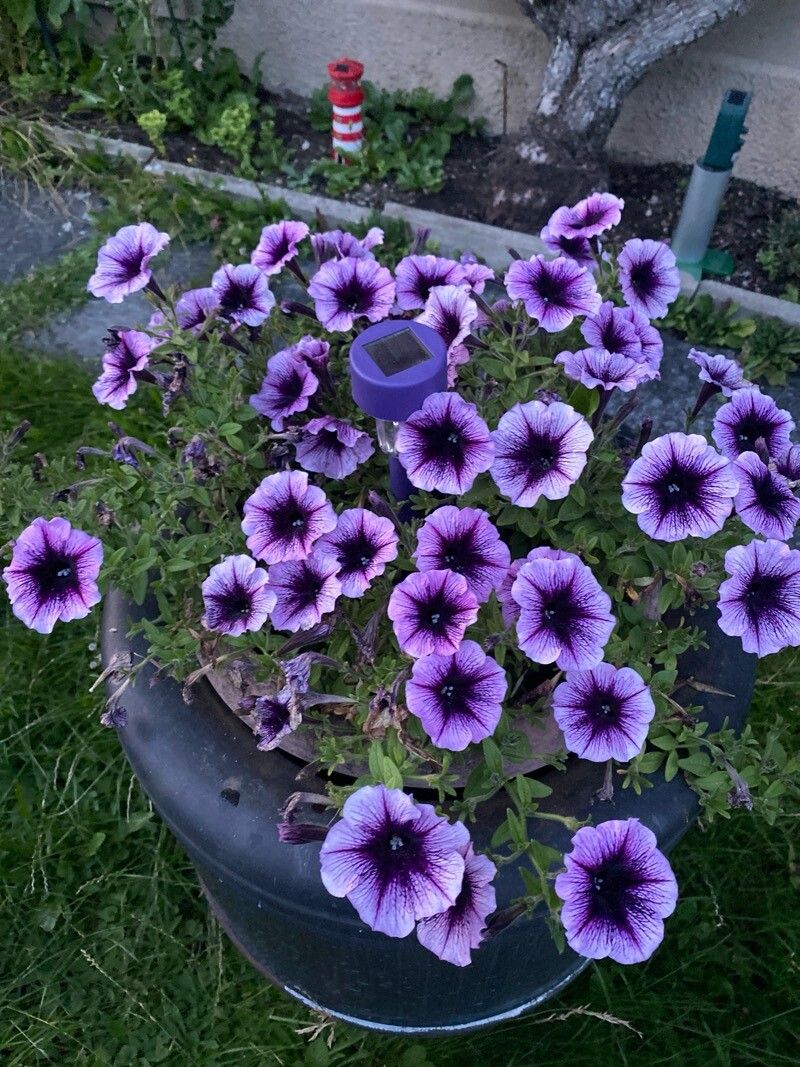 Petunia occidentalis — houseplant care guide