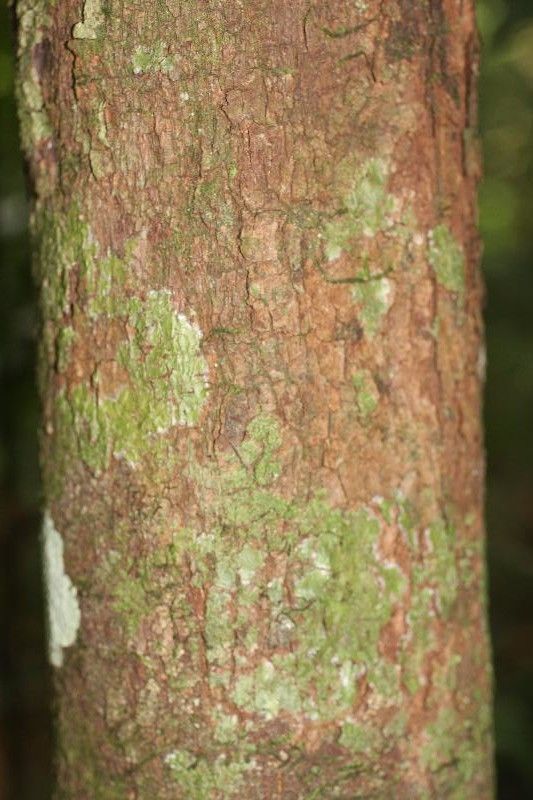 Trichilia schomburgkii bark