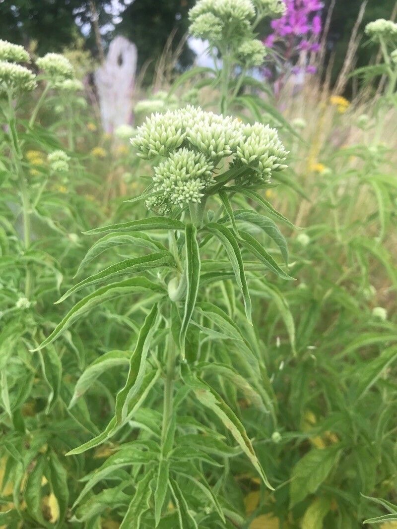 Eupatorium resinosum — search result for 'Eupatorium'