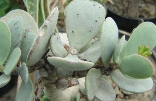 Kalanchoe farinacea — search result for 'Kalanchoe'