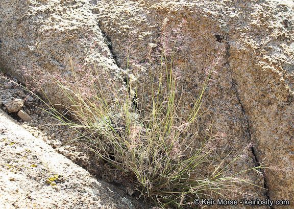 Muhlenbergia pauciflora habit